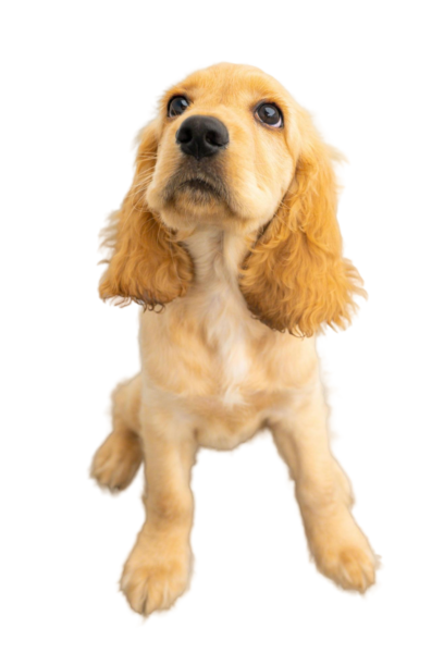 Contact Blackwater Show Cockers - Premier Cocker Spaniel Kennel in Hernando, FL