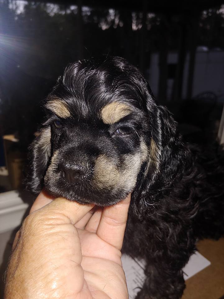 cocker spaniel breeding insigts, Cocker Spaniel Puppies for Sale, American Cocker Spaniel Puppies in Hernando Florida, AKC Standard Cocker Spaniel Puppies, Hernando Florida Cocker Spaniels, Champion Heritage Spaniel Puppies,